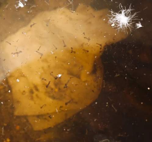 搖蚊幼蟲 生命周期 搖蚊幼蟲 生命周期