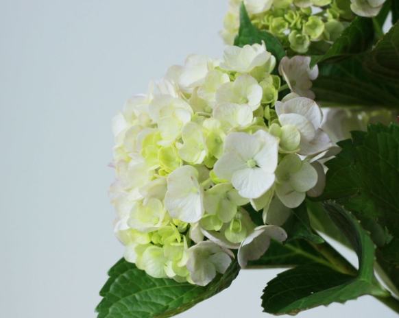 繡球花象征意義 繡球花象征意義