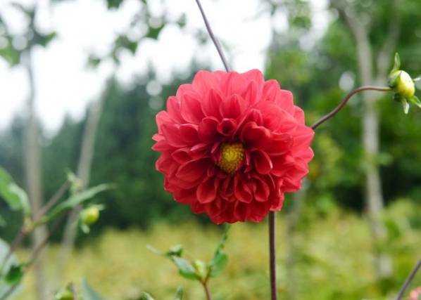 花卉背叛含义 花卉背叛含义