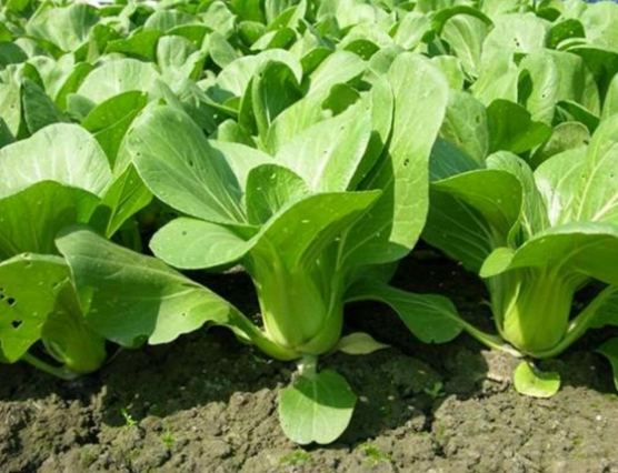 青江菜副作用 青江菜副作用