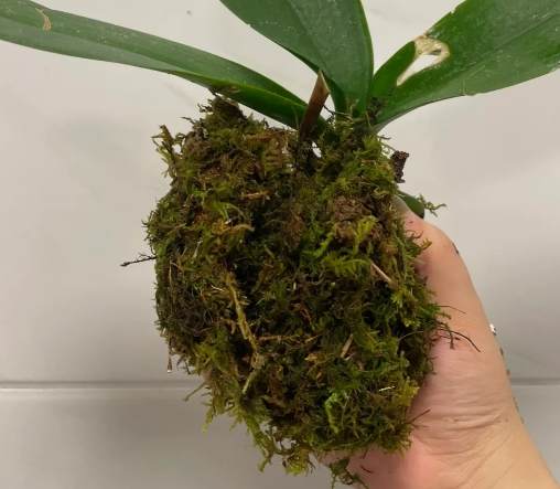 蝴蝶蘭花後護理 蝴蝶蘭花後護理