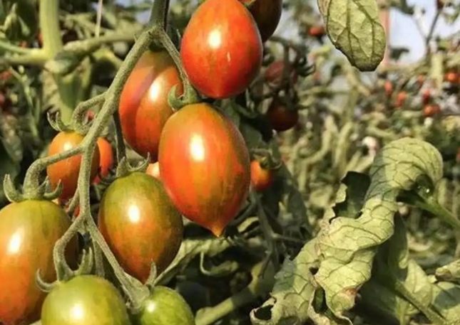小番茄一天食用量 小番茄一天食用量