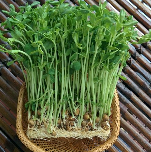 豌豆苗衛生處理 豌豆苗衛生處理