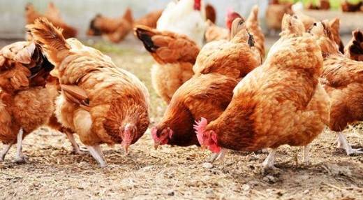 公雞母雞哪個好吃