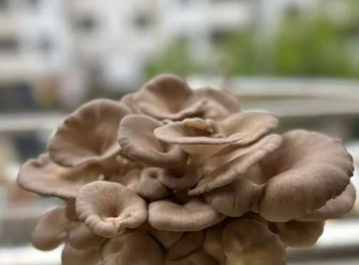 秀珍菇保存方法 秀珍菇保存方法