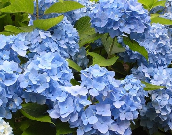 繡球花語 繡球花語