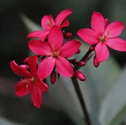 花語意義 花語意義