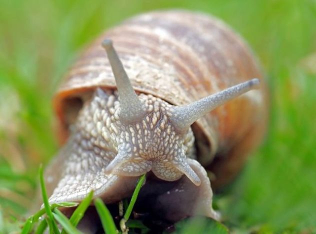 如何防止蝸牛吃菜