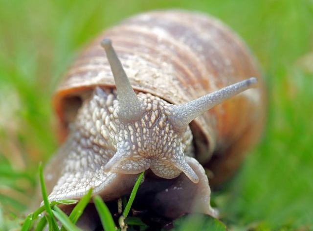 如何防止蝸牛吃菜：最有效的防治方法與實用技巧