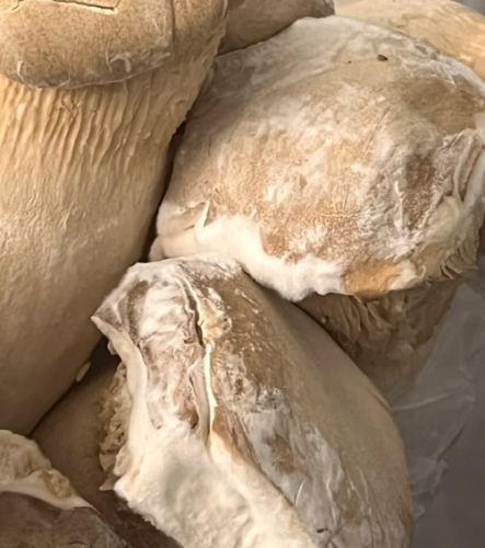 杏鮑菇變質跡象 杏鮑菇變質跡象