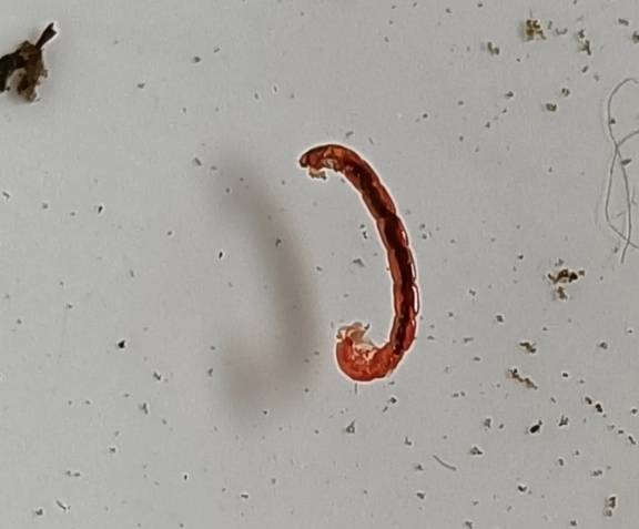 搖蚊幼蟲 生命周期 搖蚊幼蟲 生命周期