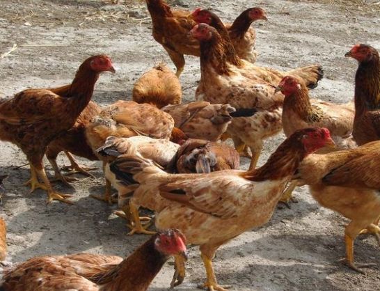 白斬雞雞種選擇 白斬雞雞種選擇