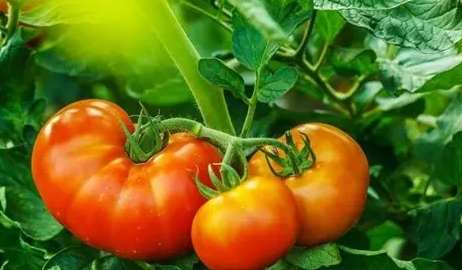 綠番茄好處 綠番茄好處