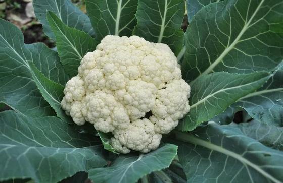 健身蔬菜推薦 健身蔬菜推薦