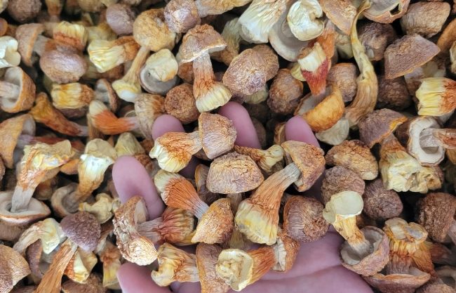 黑松茸菇食譜 黑松茸菇食譜