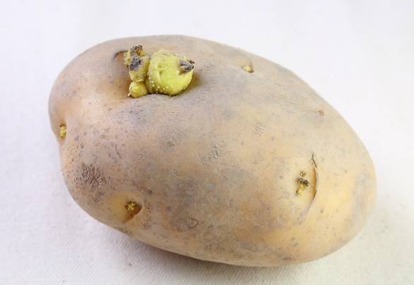 馬鈴薯禁忌 馬鈴薯禁忌