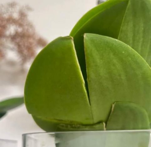 蝴蝶蘭葉子裂開