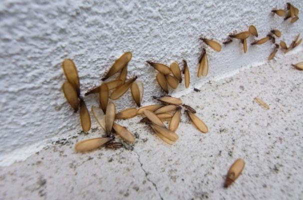 房間飛蟻防治方法