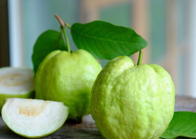 芭樂膳食纖維攝取 芭樂膳食纖維攝取