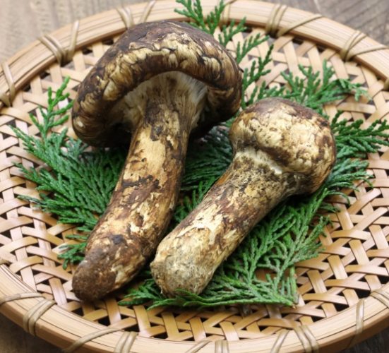 黑松茸菇食譜 黑松茸菇食譜