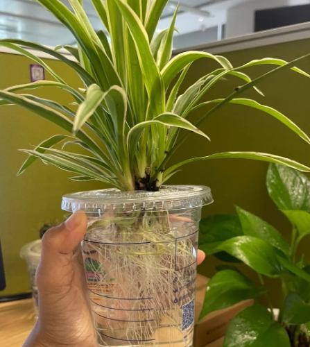 吊蘭繁殖 吊蘭繁殖