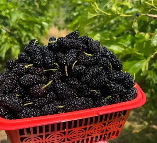黑桑葚功效