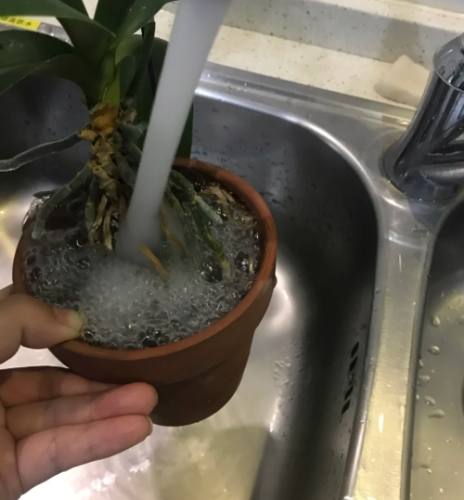 蝴蝶蘭淋水頻率