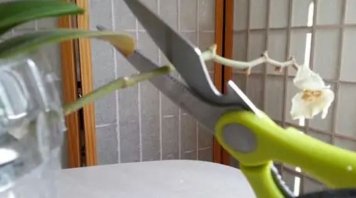 蘭花謝了如何修剪