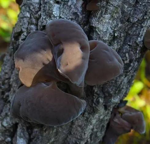 松耳營養 松耳營養