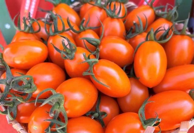 橘色番茄營養價值 橘色番茄營養價值