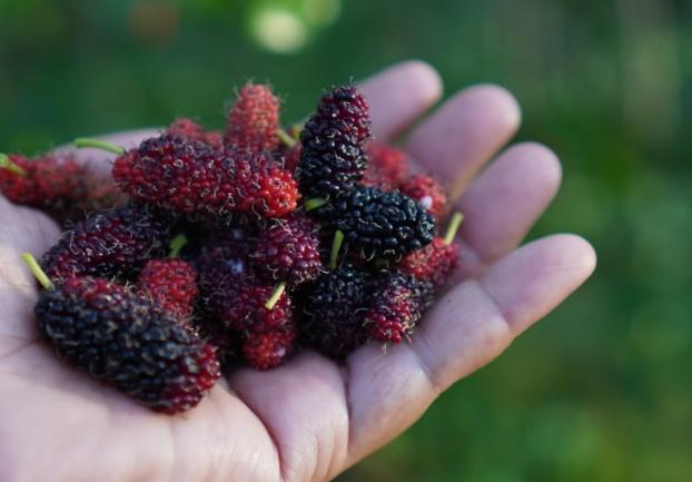 桑葚功效 桑葚功效