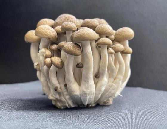 鴻禧菇冷凍方法 鴻禧菇冷凍方法