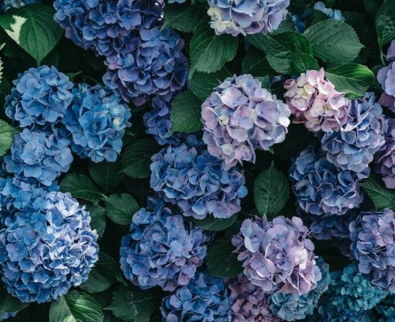 繡球花花語紫色