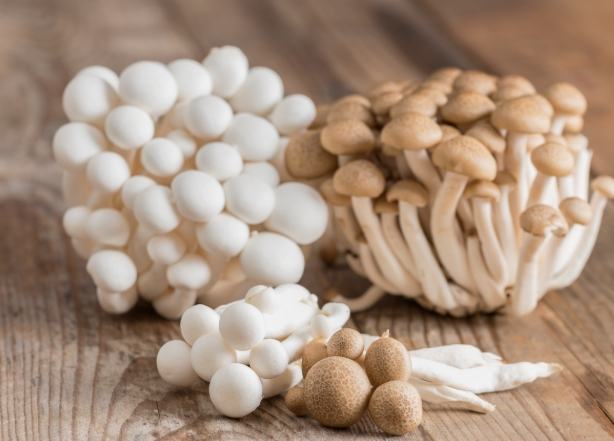 鴻禧菇保存技巧 鴻禧菇保存技巧