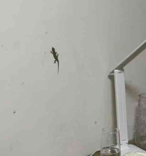 家裡有壁虎原因全解析：從環境到習慣的深度探討