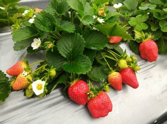 減脂水果 減脂水果