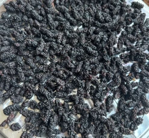 桑葚果干怎麼吃 桑葚果干怎麼吃