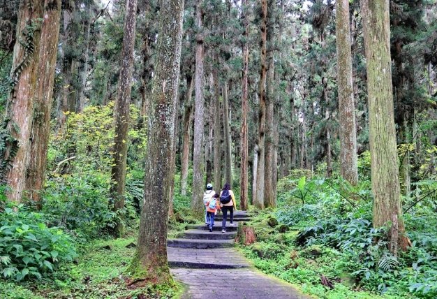溪頭森林遊樂區 溪頭森林遊樂區