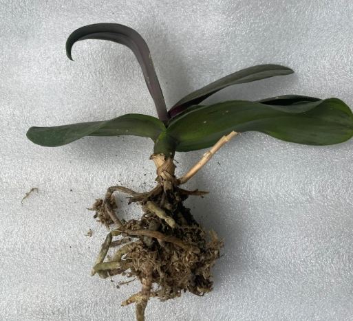 蘭花花後管理 蘭花花後管理