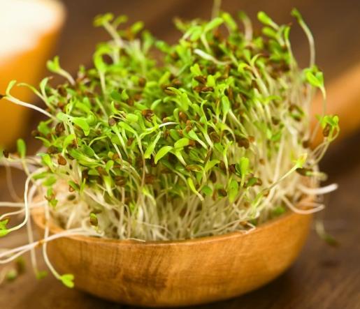 苜蓿芽種植常見問題 苜蓿芽種植常見問題