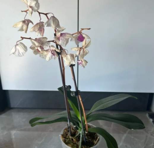 蘭花養護方法 蘭花養護方法