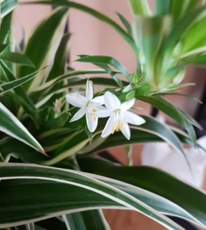 吊蘭開花照顧 吊蘭開花照顧