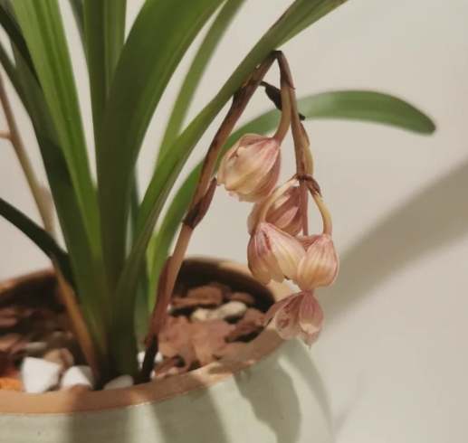 蘭花救活方法 蘭花救活方法