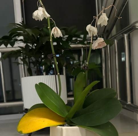 蘭花養護方法 蘭花養護方法