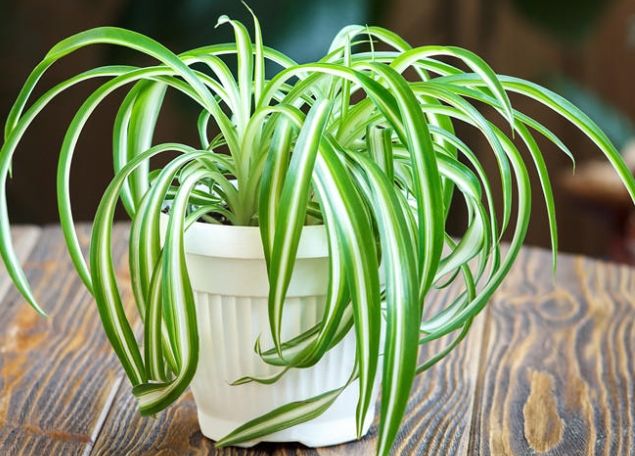 室內吊蘭擺放 室內吊蘭擺放