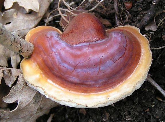 靈芝副作用 靈芝副作用