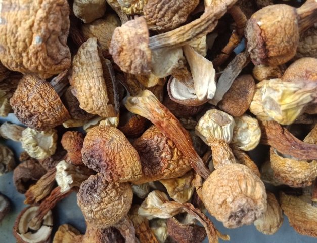 黑松茸菇營養 黑松茸菇營養