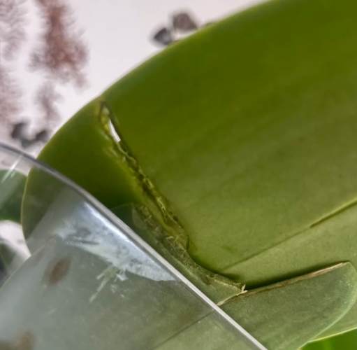 蝴蝶蘭葉子裂開預防 蝴蝶蘭葉子裂開預防