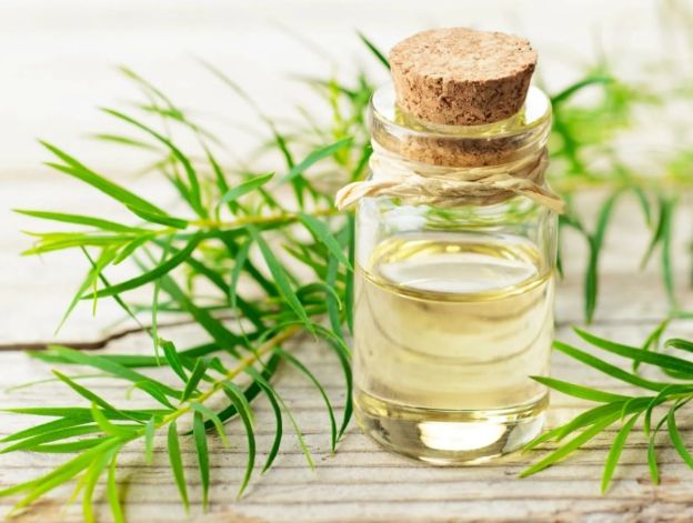 茶樹精油加水安全 茶樹精油加水安全