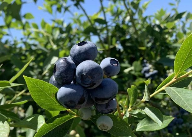 藍莓鉀營養 藍莓鉀營養